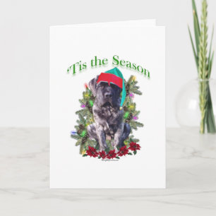 Mastiff 3 ‘Tis Holiday Card