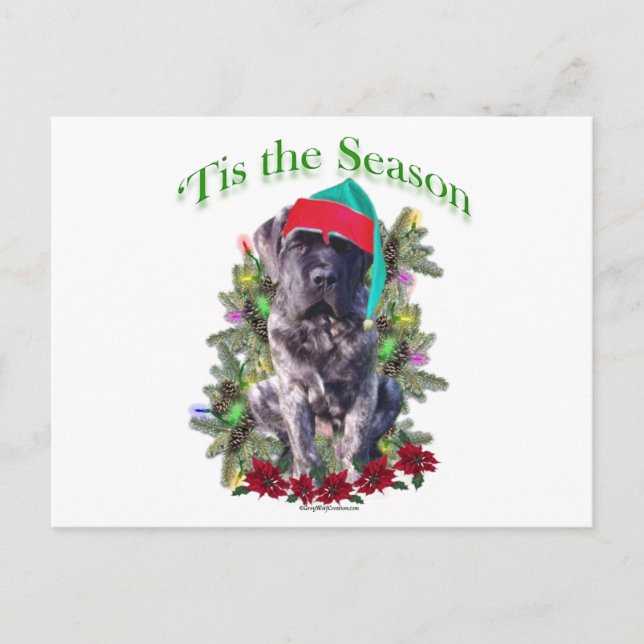 Mastiff 3 ‘Tis Postcard (Front)