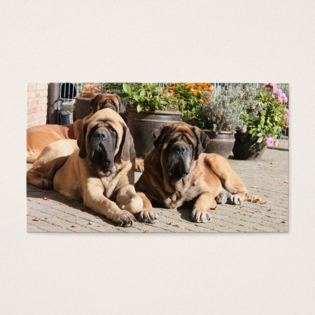 Mastiff Business Cards (Front)