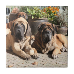 Mastiff ceramic tile