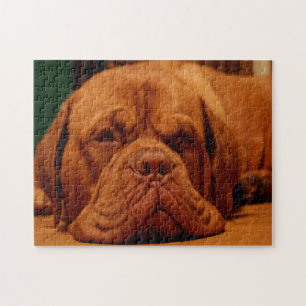 Mastiff Dog Breed. Jigsaw Puzzle