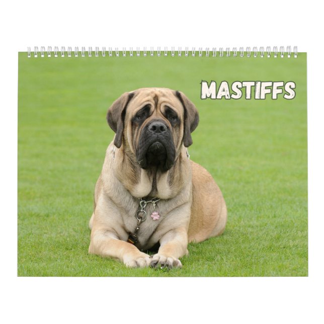 Mastiff Dogs, Mastiffs  Calendar (Cover)