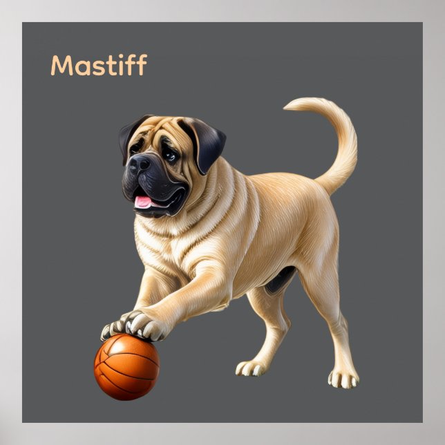 Mastiff English Bulldogge on vacation with ball Poster (Front)