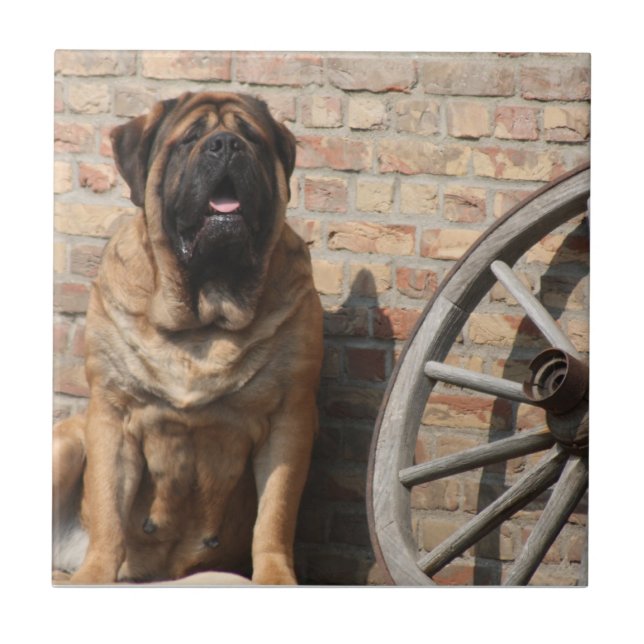 Mastiff English dogge Ceramic Tile (Front)