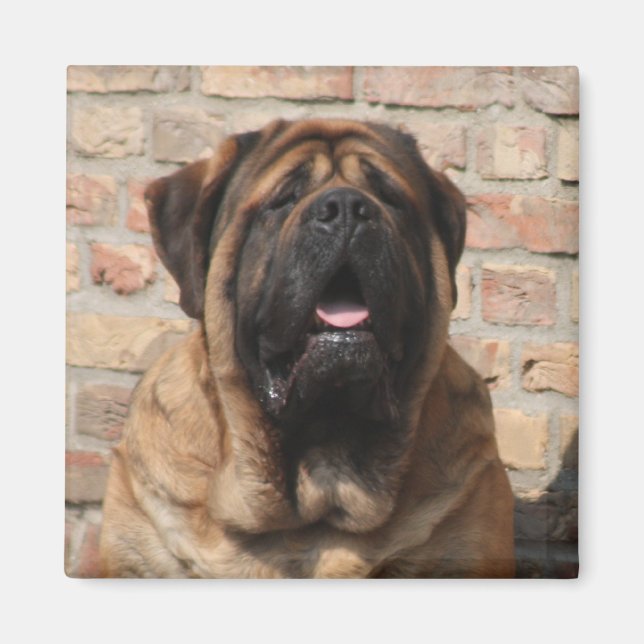 Mastiff English Mastiff Father's Day  Magnet (Front)