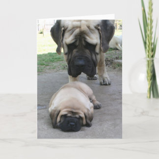 Mastiff father and puppy Fathers Day Card