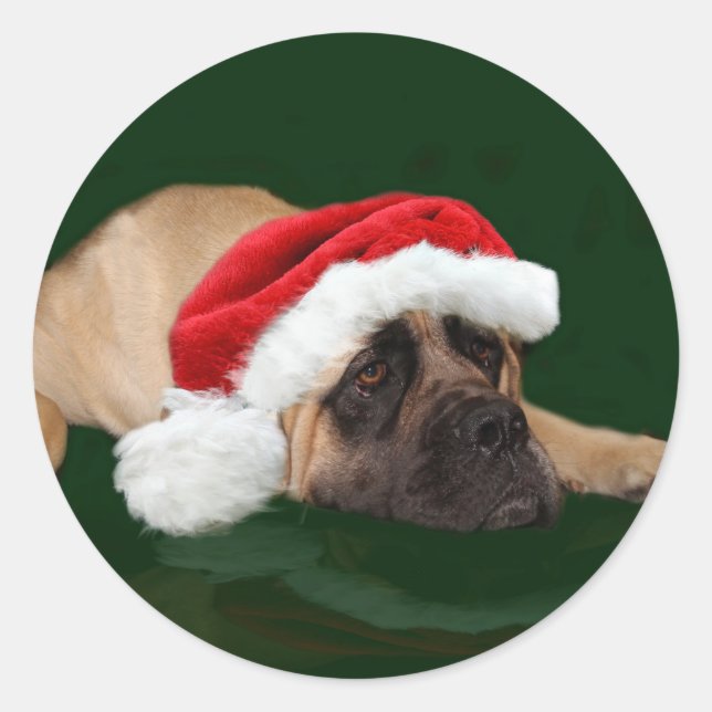 Mastiff in a Santa hat Classic Round Sticker (Front)