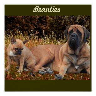 Mastiff mit französischer Bulldogge Postkarte Poster