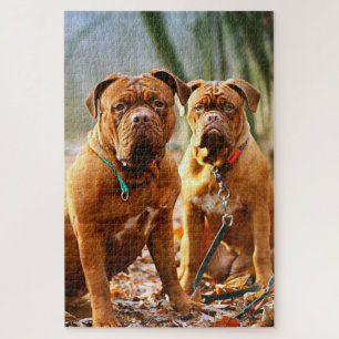 Mastiff Plus Jigsaw Puzzle