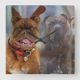 Mastiff Plus Square Wall Clock