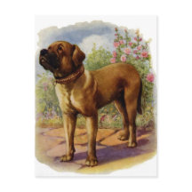 Mastiff