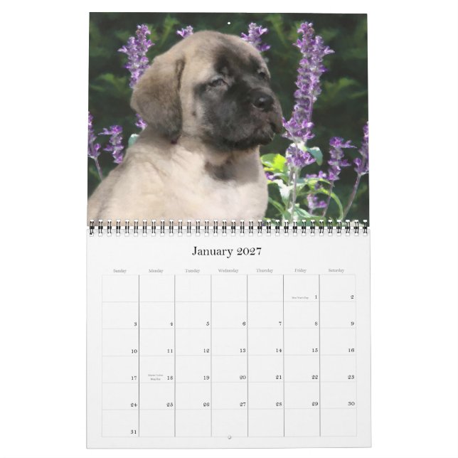 Mastiff Puppies Calendar (Jan 2027)