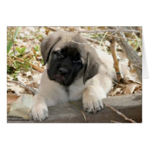 Mastiff puppy in woods