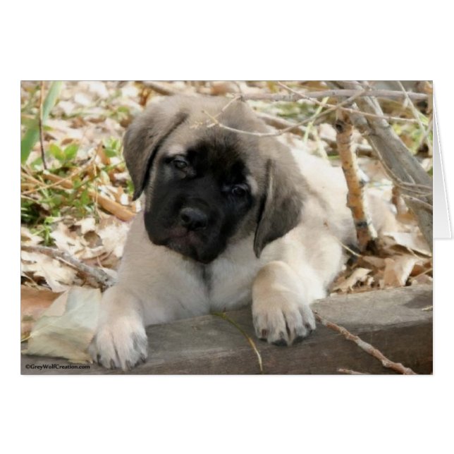 Mastiff puppy in woods (Front Horizontal)