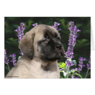 Mastiff puppy & purple flowers