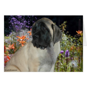 Mastiff Puppy & Wildflowers
