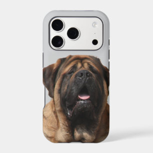 Mastiff Vacation English Mastiff