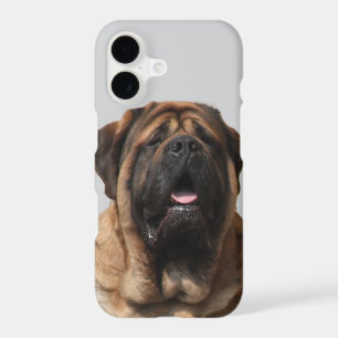 Mastiff Vacation English Mastiff