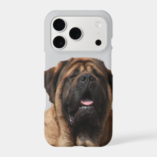 Mastiff Vacation English Mastiff