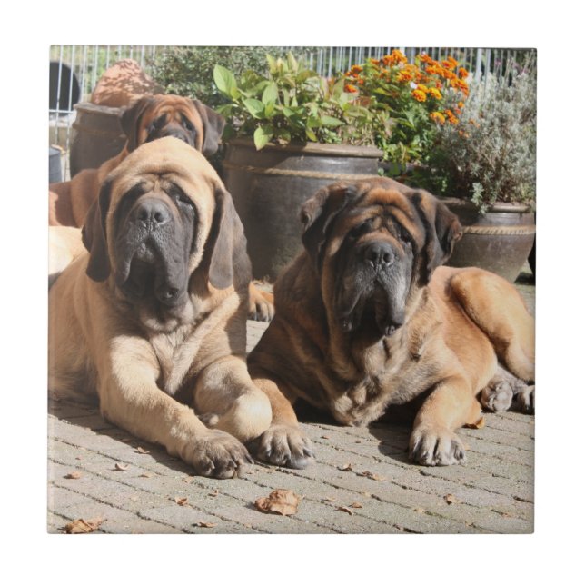 Mastiff Vacation English Mastiff Ceramic Tile (Front)
