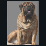 Mastiff Vatertag Best Friends  Magnet<br><div class="desc">Traumhafte old english Mastiff Hündin . Der Mastiff  ist ein Molosser und ein sehr guter Wachhund.. Er ist stolzer und sehr sanfter Riese.Diese Hunderasse ist eine englische Dogge ,  äußerst liebenswert und sehr treu. Ein toller Familienhund der immer ausgeglichen ist. Ein Geschenk für jeden Hundefreund von grossen Hunderassen.</div>