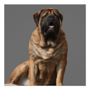 Mastiff Vatertag Best Friends  Poster