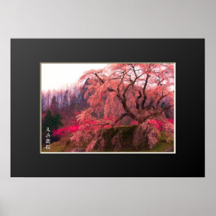 Matabei-Zakura: Weeping Cherry Tree ポスター Poster