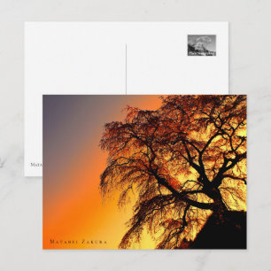 Matabei-Zakura: Weeping Cherry Tree ポストカ Postcard
