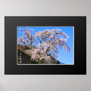 Matabei-Zakura: Weeping Cherry Tree Poster