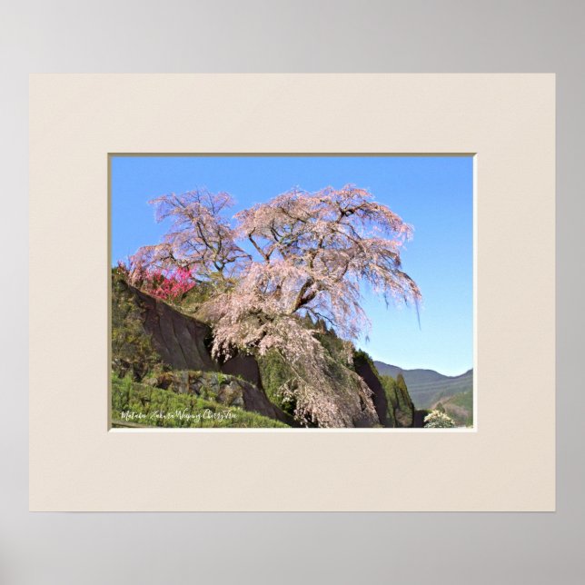 Matabei-Zakura Weeping Cherry Tree Poster (Front)