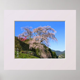 Matabei-Zakura Weeping Cherry Tree Poster