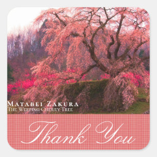 Matabei-Zakura: Weeping Cherry Tree Square Sticker