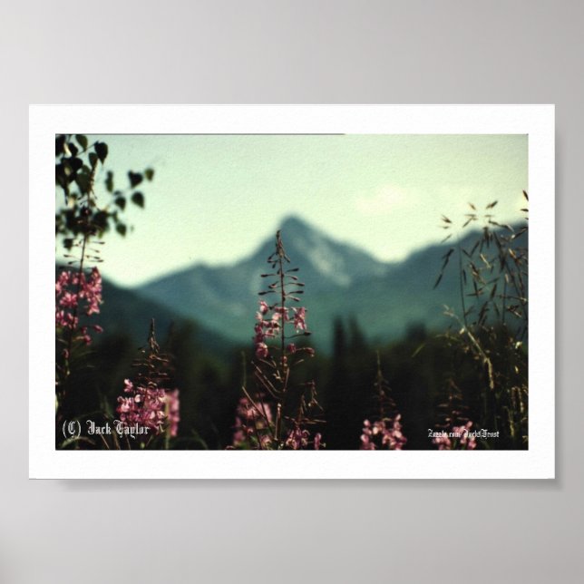 Matanuska Peak and Fireweed #01, (C) Jack Taylo... Poster (Front)