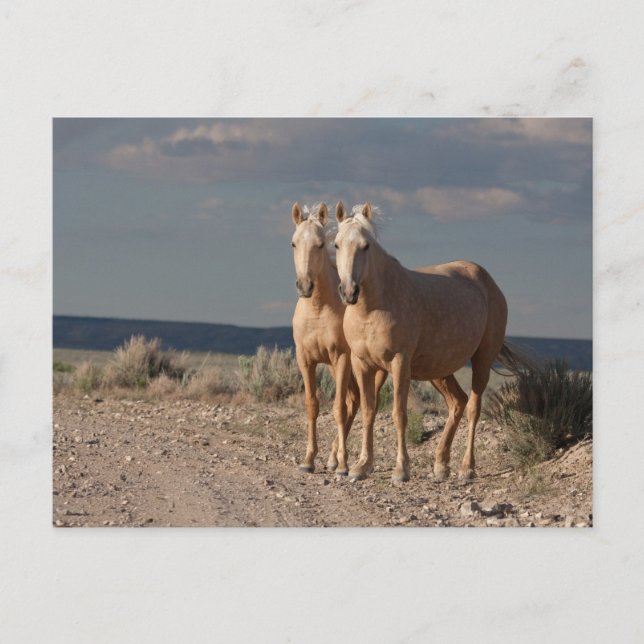 Matched Palominos Postcard (Front)