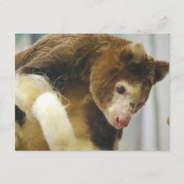 Matchies Tree Kangaroo Postcard (Front)