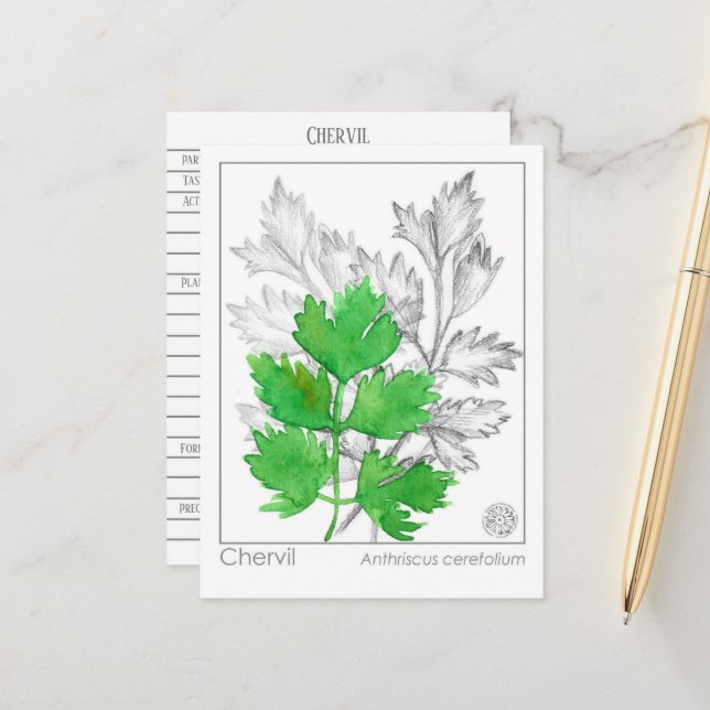 Materia Medica Chervil Herbal Study Card  (Front/Back In Situ)
