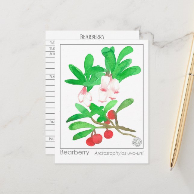 Materia Medica Herbal Study Card Bearberry (Front/Back In Situ)