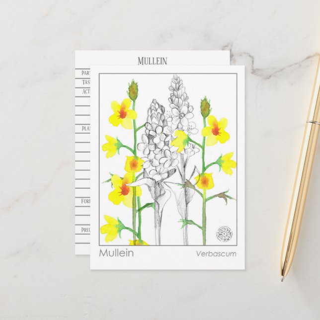 Materia Medica Mullein Medicinal Herb Study Card (Front/Back In Situ)