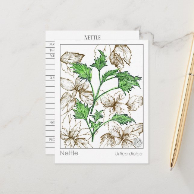 Materia Medica Nettle Medicinal Plant Herb Study  Postcard (Front/Back In Situ)