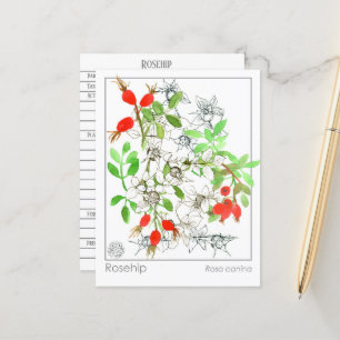 Materia Medica Rosehip Plant Herbal Study Card