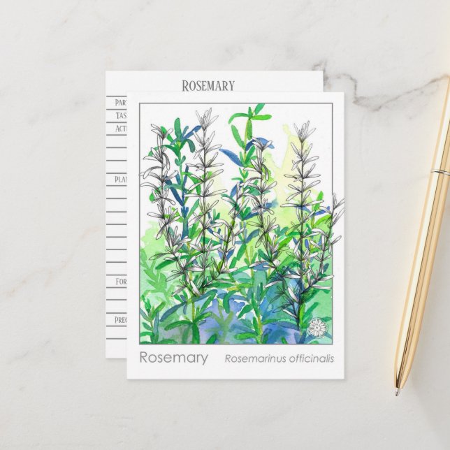 Materia Medica Rosemary Plant Herbal Study Card (Front/Back In Situ)