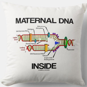 Maternal DNA Inside Genetics DNA Replication Humou Cushion