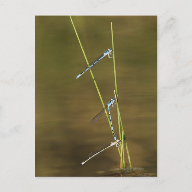 Mating Damselflies Postcard (Front)