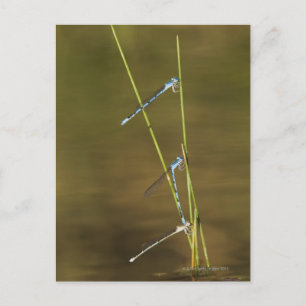 Mating Damselflies Postcard