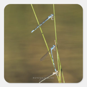 Mating Damselflies Square Sticker