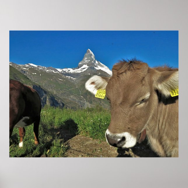 Matterhorn and Cow Poster (Front)