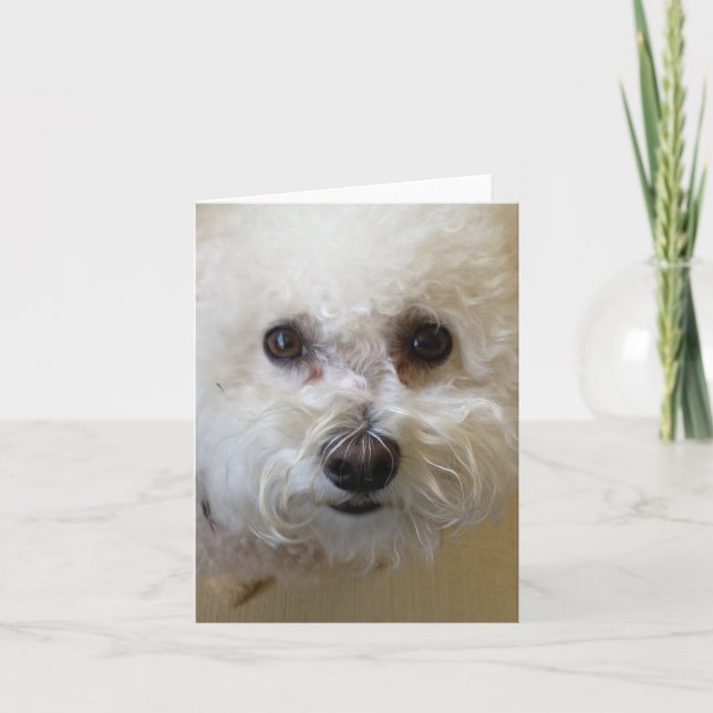 Mattie - Bichon Frise NoteCard (Front)
