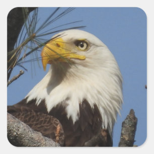 Mature Bald Eagle Close Up Head Square Sticker