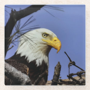 Mature Bald Eagle in Nest Glass Coaster