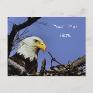Mature Bald Eagle in Nest *Personalise* Postcard